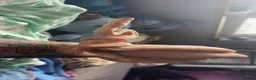 Mixed Breed reptiles for sale: Animal collection  - Advert 9