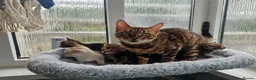 Bengal cats for sale: Stunning Bengal Kittens - Advert 3