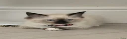 Ragdoll cats for sale: Adorable Pedigree Ragdoll kittens in Sittingbourne - Advert 14