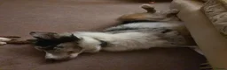 Border Collie dogs for adoption: Nate - Merle Collie for Adoption in Highbridge - Advert 5