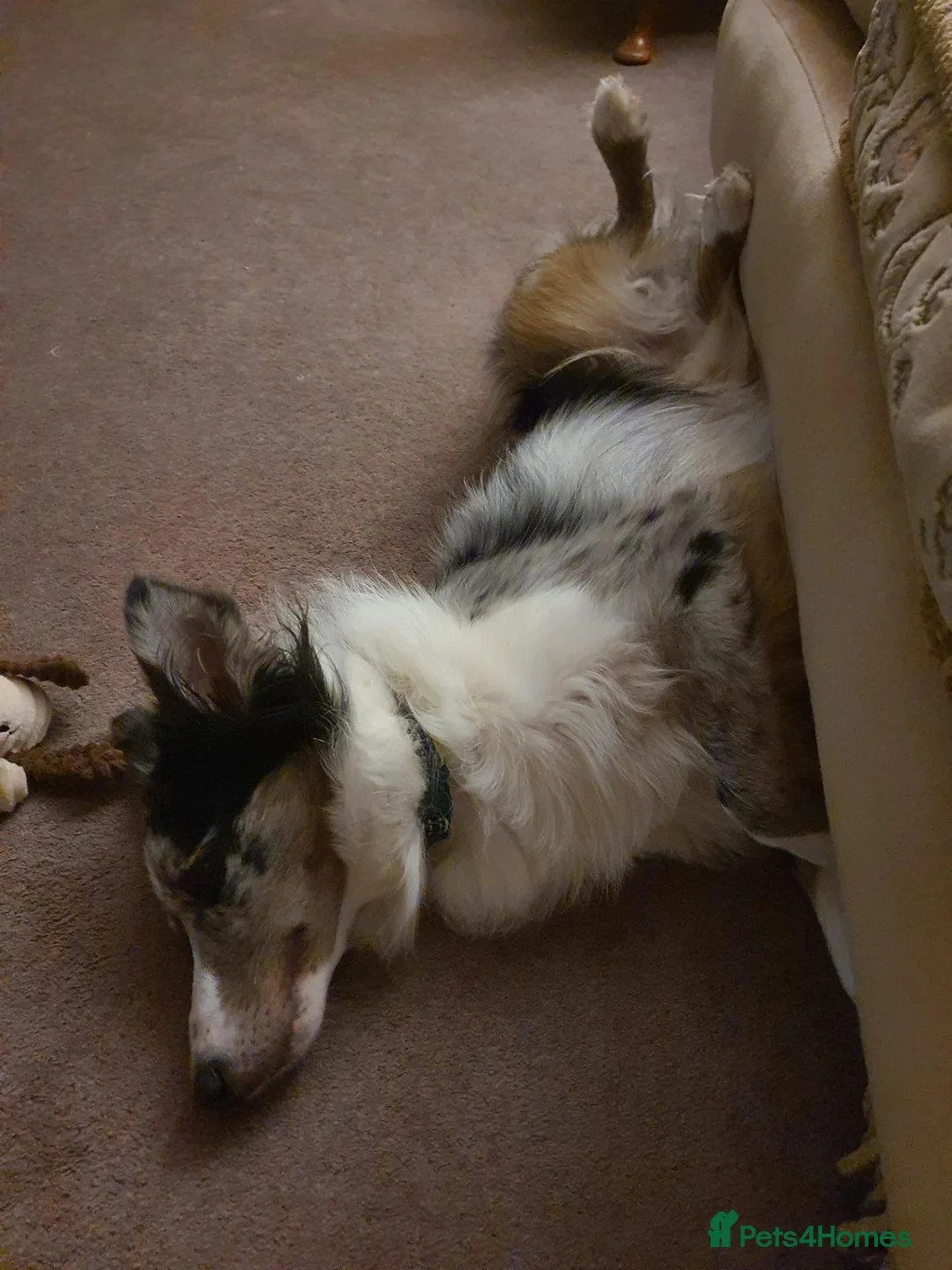 Border Collie dogs for adoption: Nate - Merle Collie for Adoption in Highbridge - Advert 5