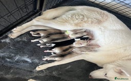 Siberian Husky dogs for sale: 2 husky sister just turned 1 - Image 2