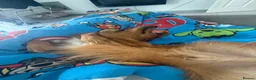 Kokoni dogs for sale: STUD  in Sunderland - Advert 5