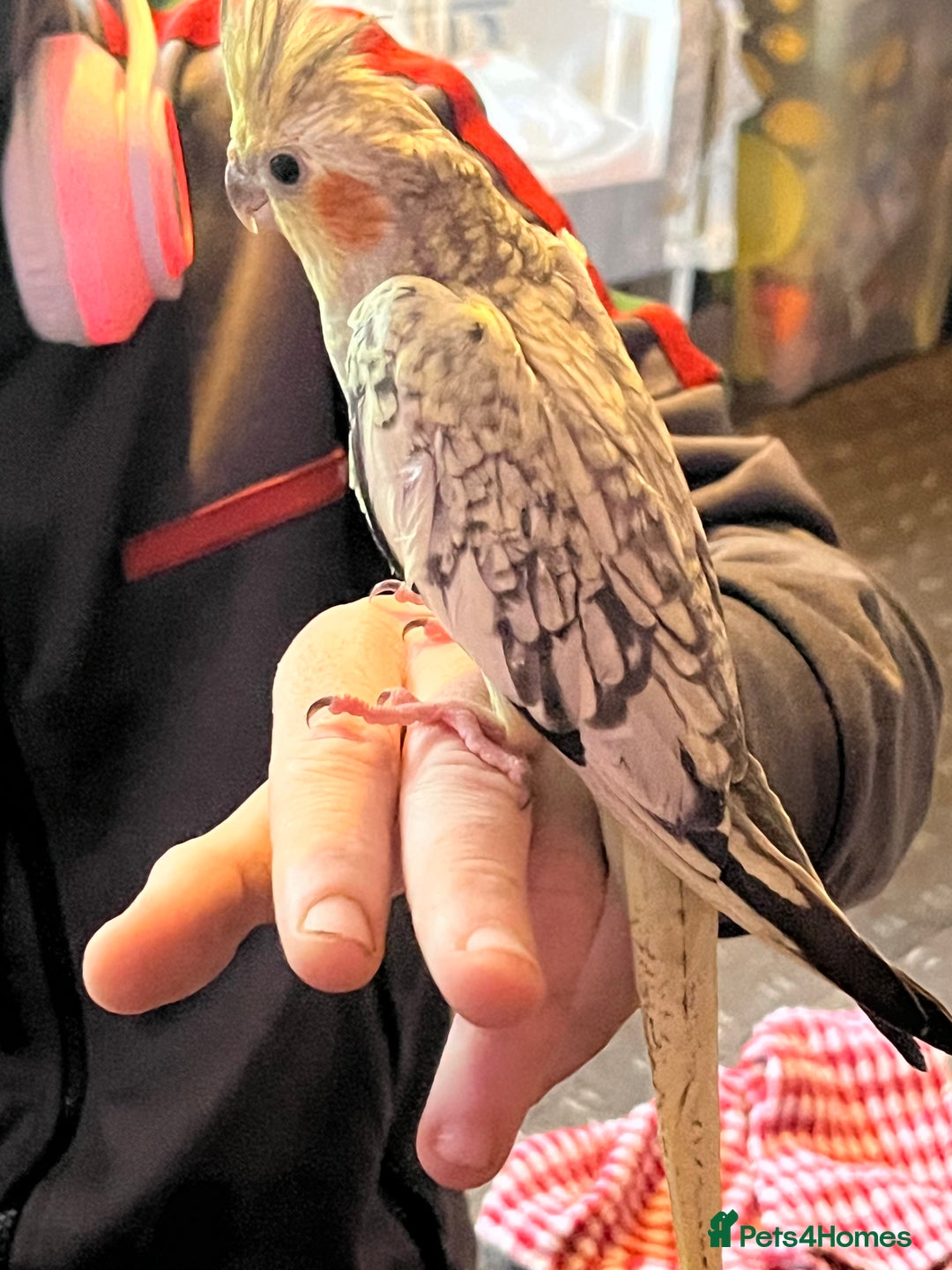 Cockatiels birds for sale: Cockatiels for sale hand tame - Image 10