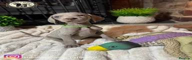 Weimaraner 10