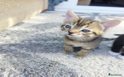 Mixed Breed cats for sale: Kittens - Image 6