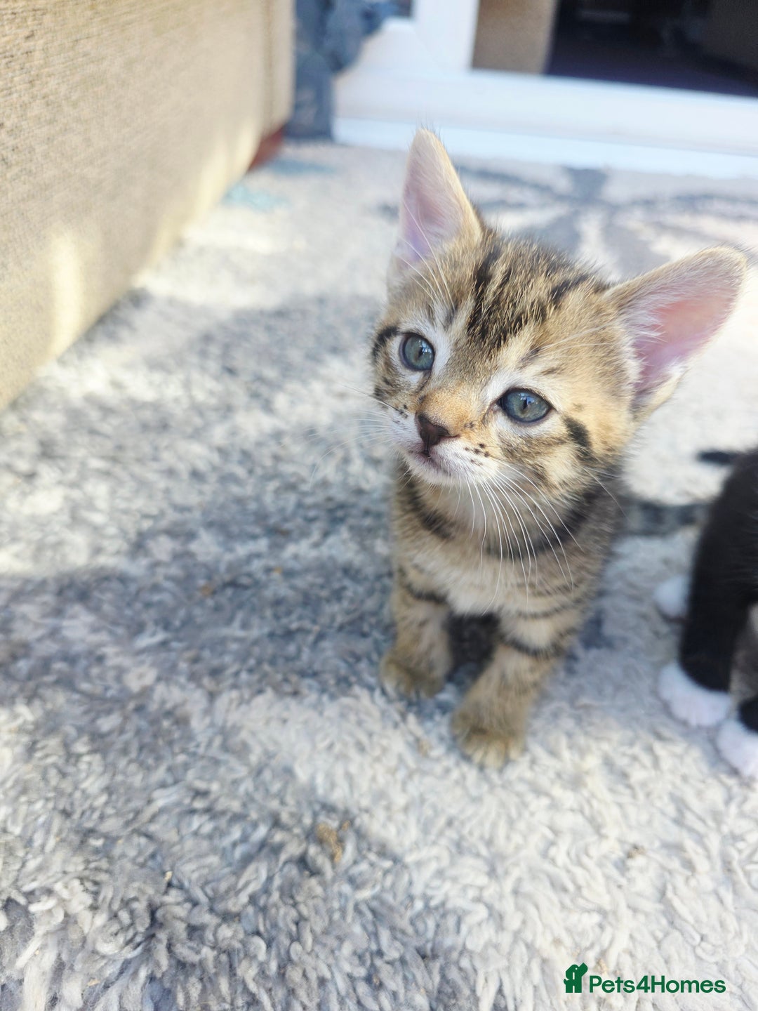 Mixed Breed cats for sale: Kittens - Image 6