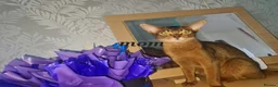Abyssinian cats for sale: One beautiful Abyssinian boy - Advert 22