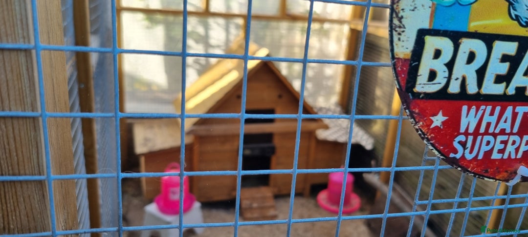 Chickens poultry for sale: Grey Silver Dorkings  - Image 2