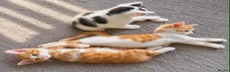 Mixed Breed cats for sale: Three kittens are looking for new homes. - Advert 9