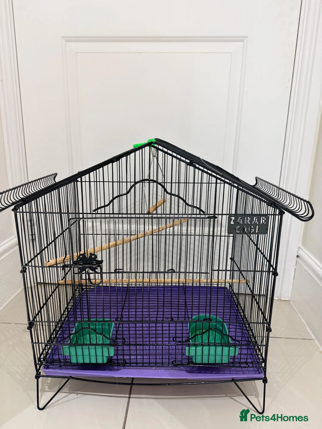 Conures birds for sale: BEAUTIFUL QUAKER / MONK PARROTS  - Advert 5