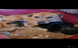 Lakeland Terrier dogs for sale: Lakeland terrier girls - Image 6