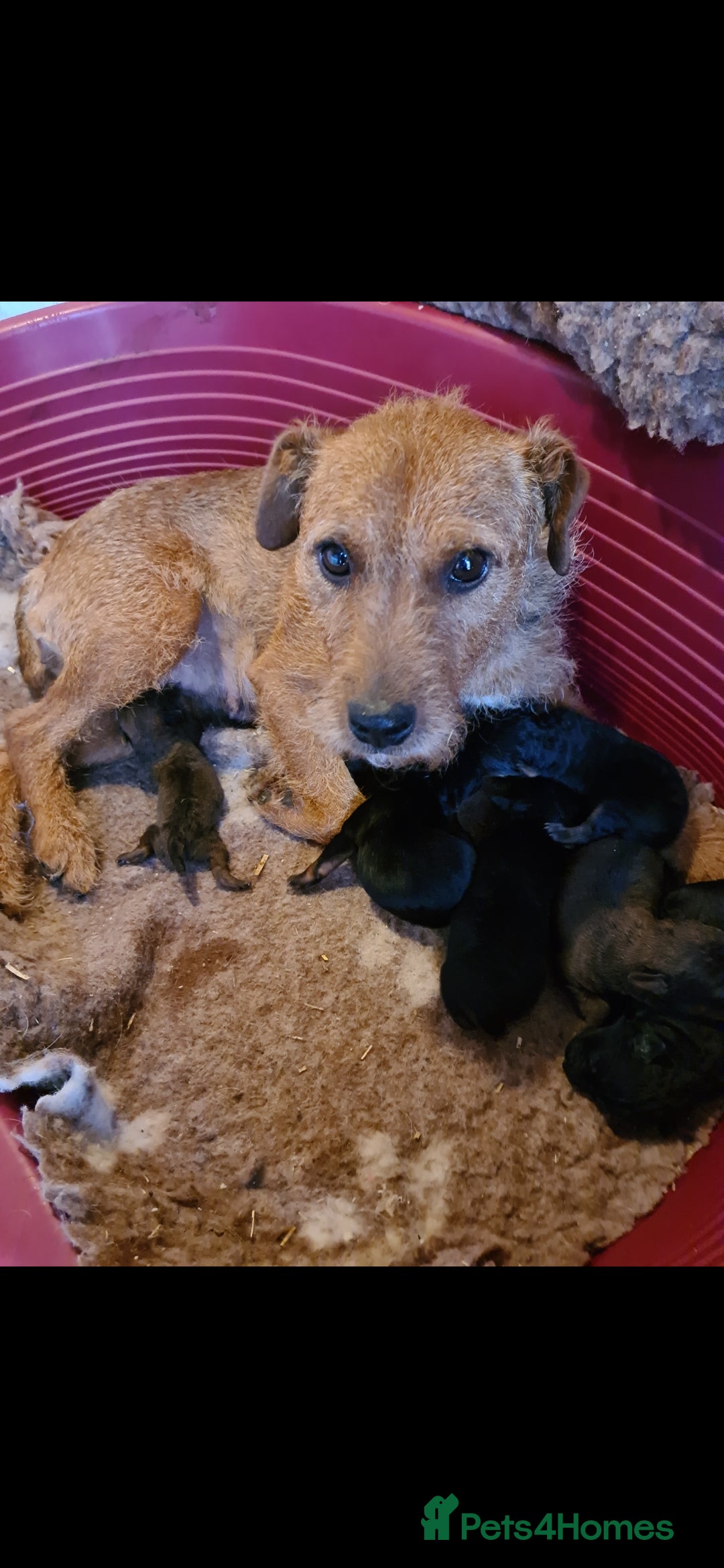 Lakeland Terrier dogs for sale: Lakeland terrier girls - Image 6