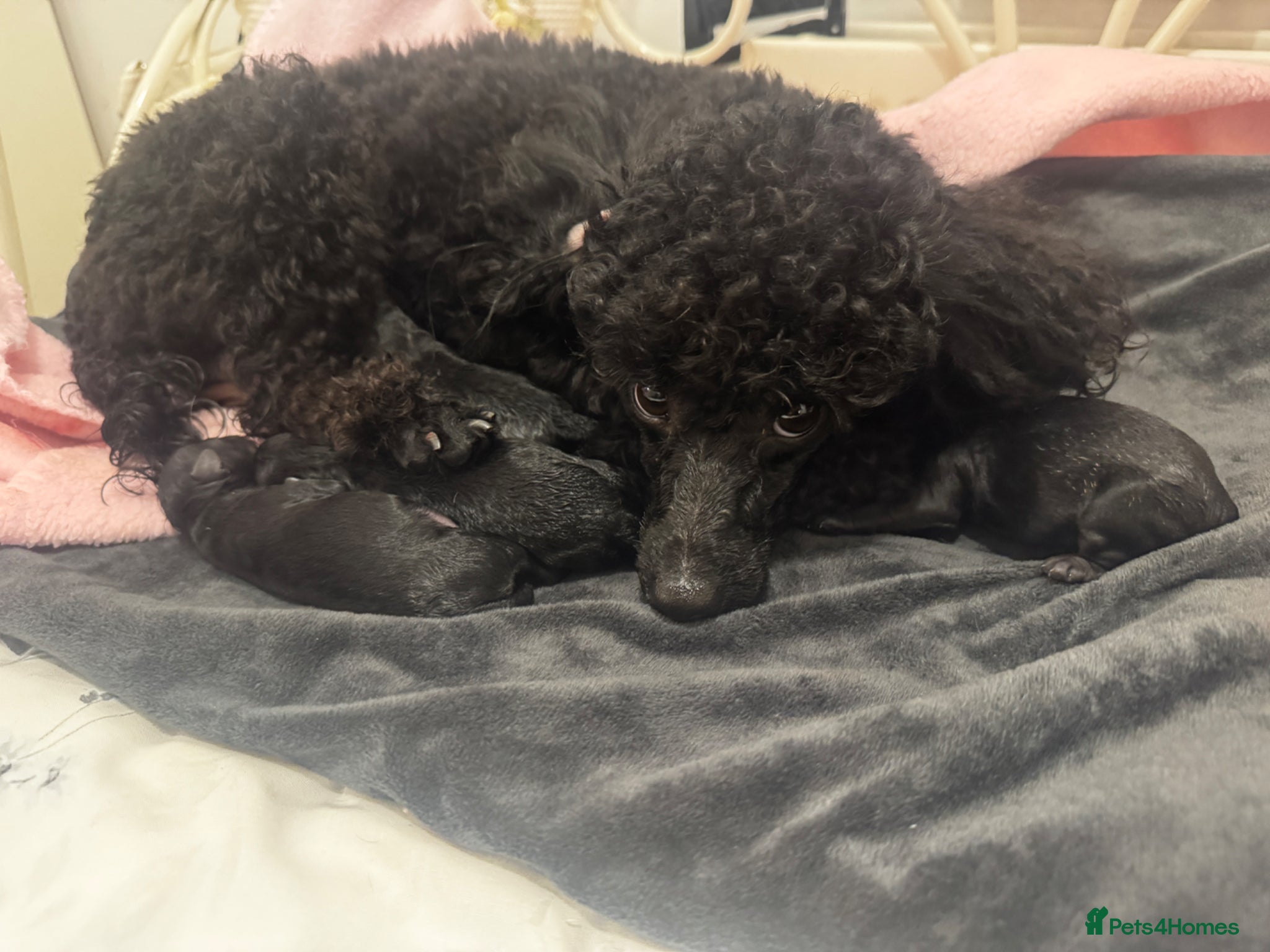 Toy Poodle dogs KC Registered Toy Puppies – Only 2 Boys Available - Advert 2