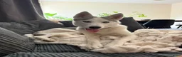 Siberian Husky dogs for sale: Siberian Huskies- Mum 4years & Daughter 10monts  - Advert 28