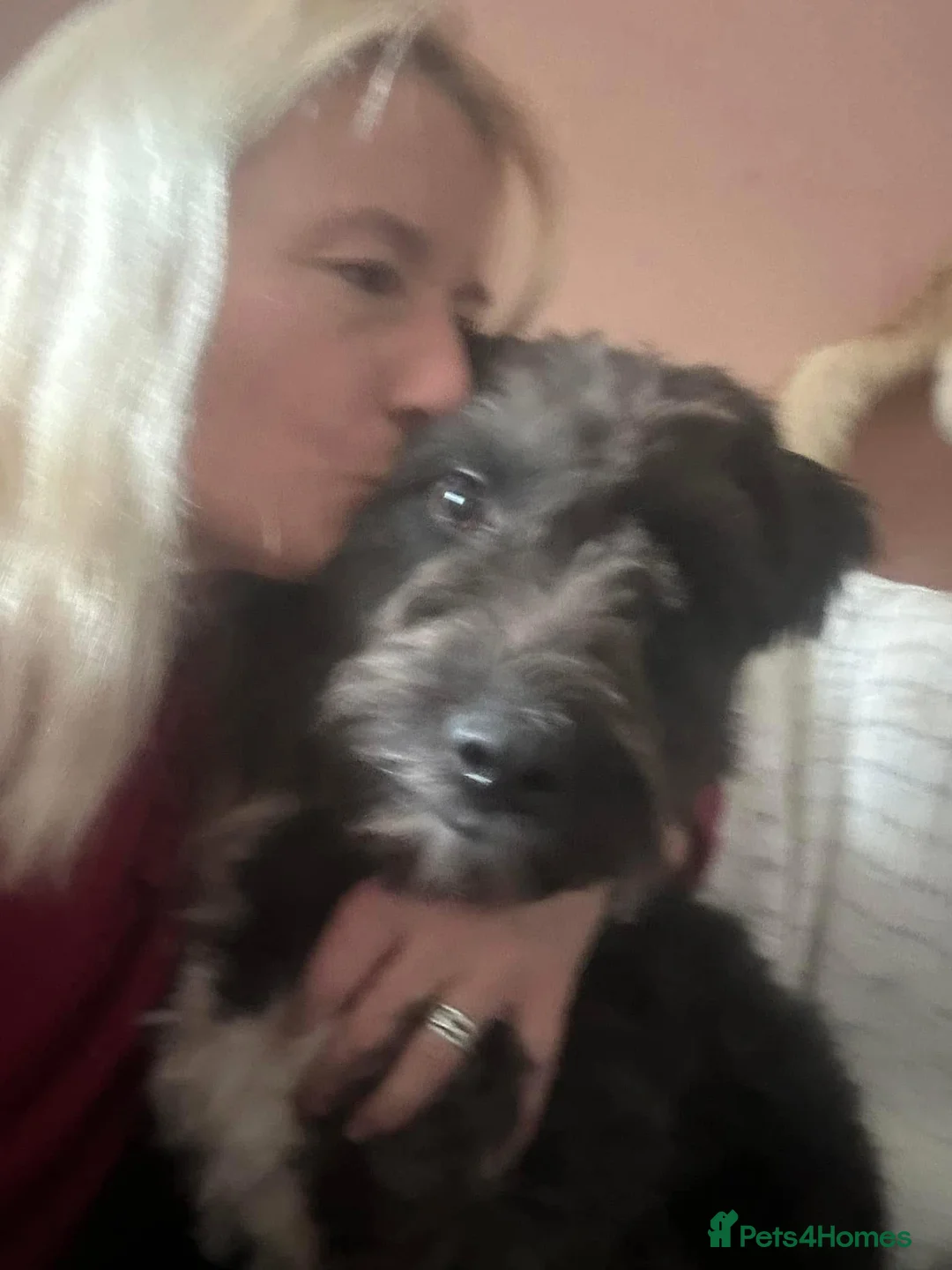 Mixed Breed dogs for adoption: Colby - Norwich Norfolk  in Norwich - Advert 6