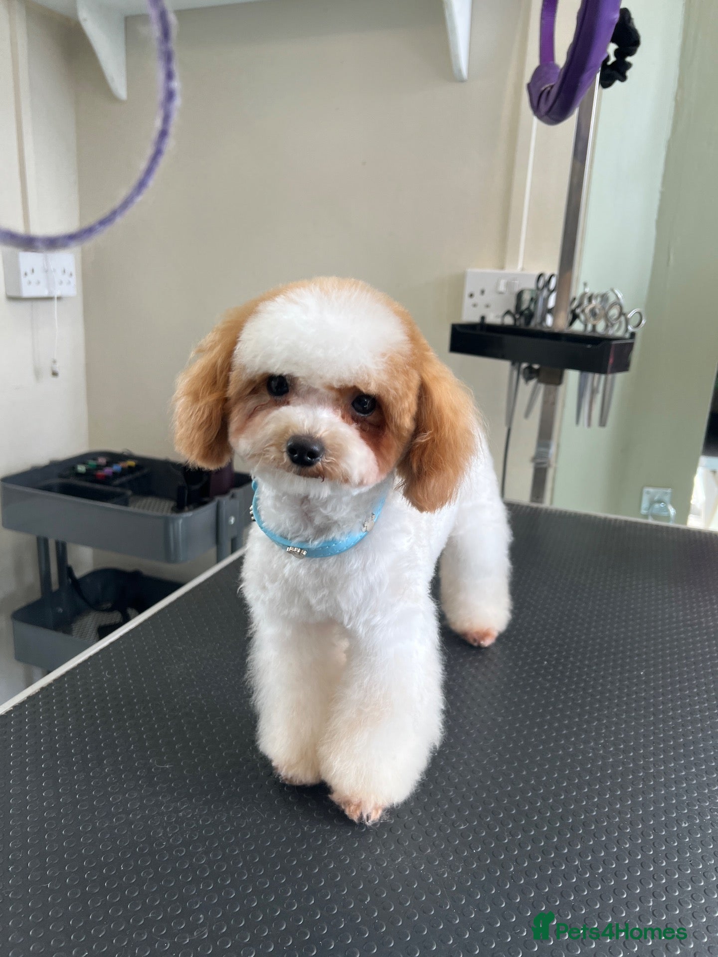 Toy Poodle dogs ASIAN TOY POODLE- TEDDYCUP  - Advert 5