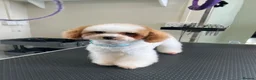 Toy Poodle dogs for stud: ASIAN TOY POODLE- TEDDYCUP  - Advert 3