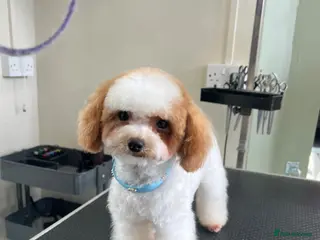 Toy Poodle dogs ASIAN TOY POODLE- TEDDYCUP - Advert 5