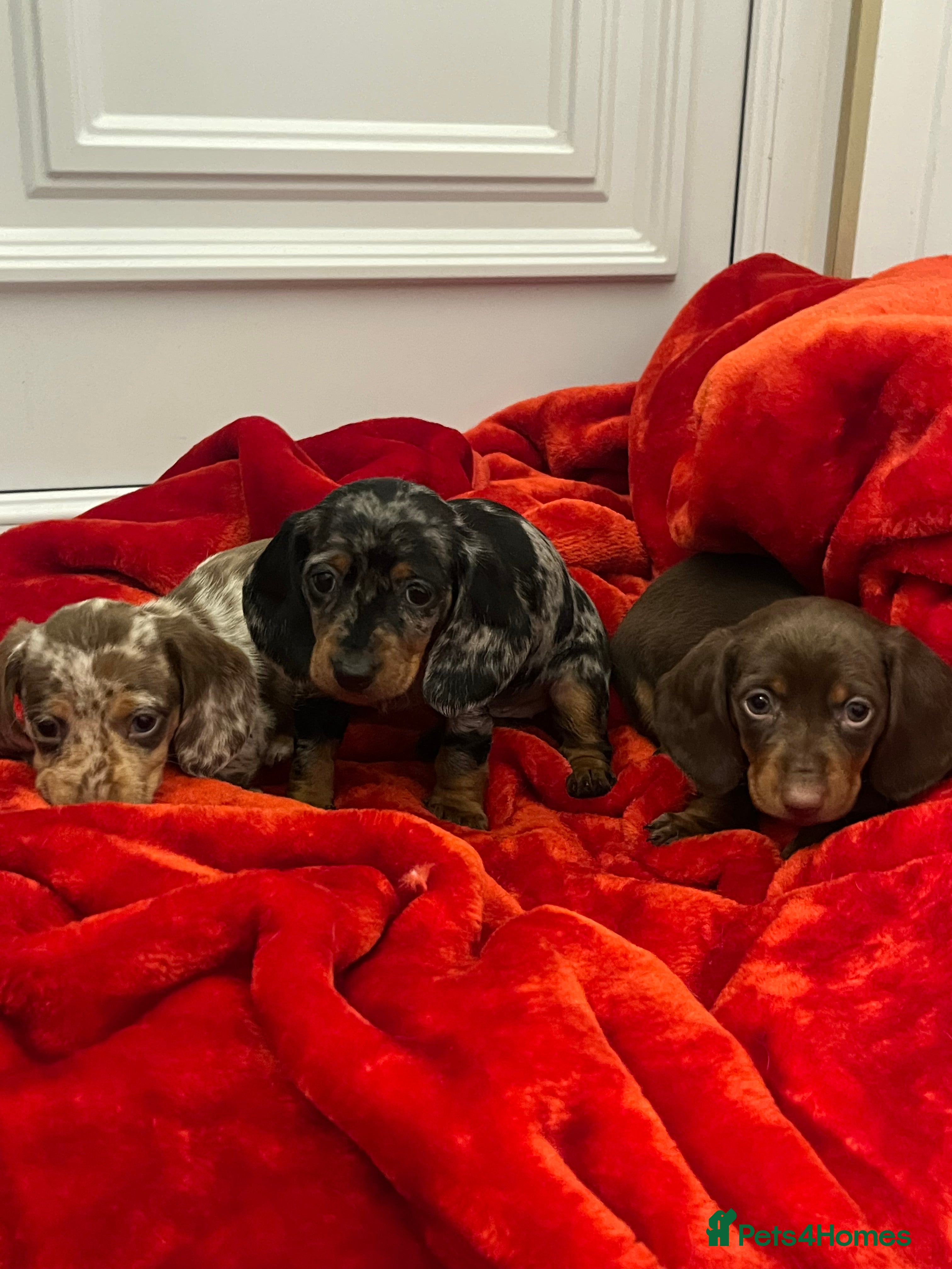 Dachshund dogs Dachshund  puppies ready now  - Advert 3