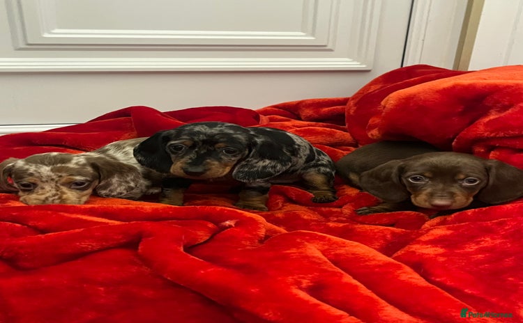 Dachshund dogs Dachshund  puppies  - Advert 7