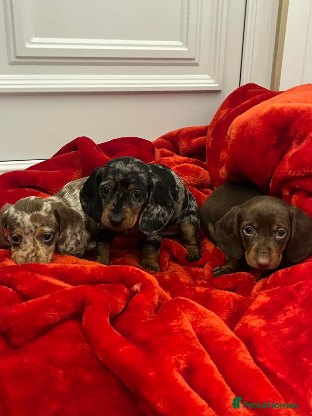 Dachshund dogs for sale: Dachshund  puppies  - Advert 4