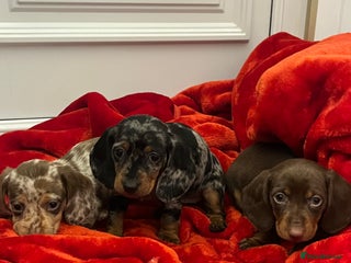Dachshund dogs Dachshund puppies - Advert 5