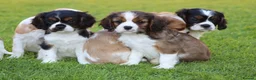 Mixed Breed dogs for sale: Playful Pugalier puppies for sale!  - Advert 25