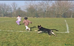 German Shepherd dogs for sale: Beautiful Family Friendly German Shepherd - Image 3