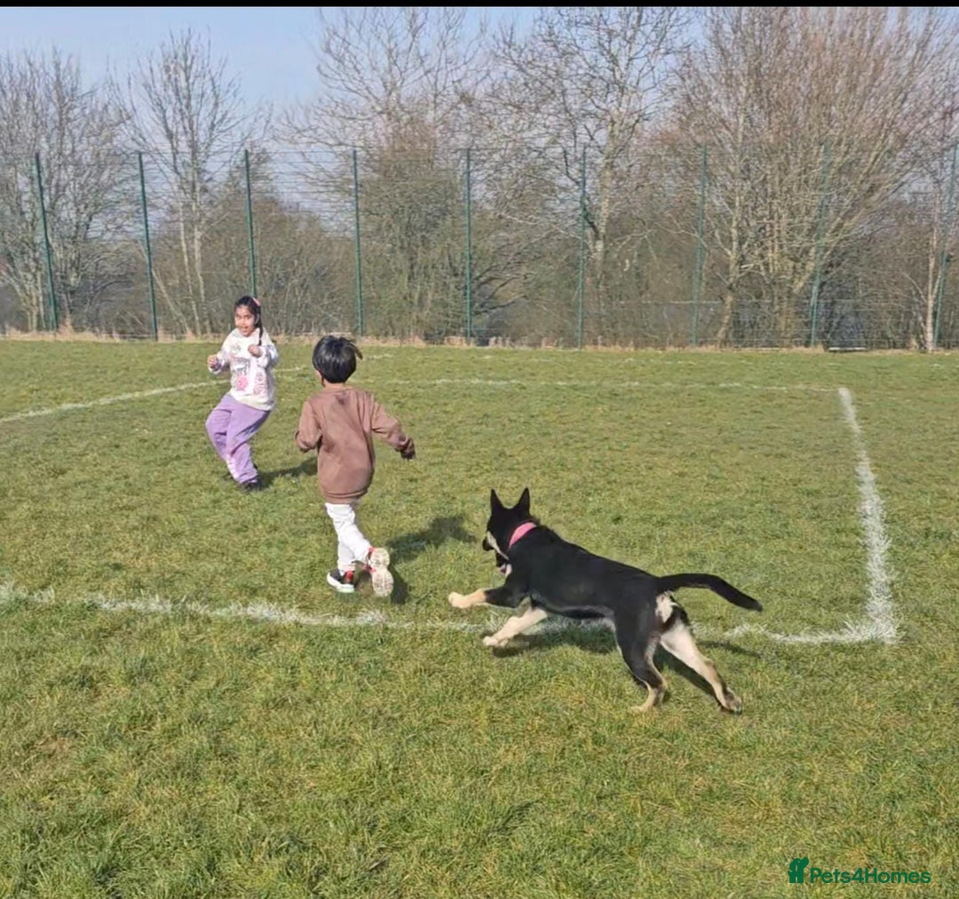 German Shepherd dogs for sale: Beautiful Family Friendly German Shepherd - Image 3