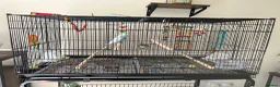 Budgerigars birds for sale: 2x budgies  in Broadway - Advert 6