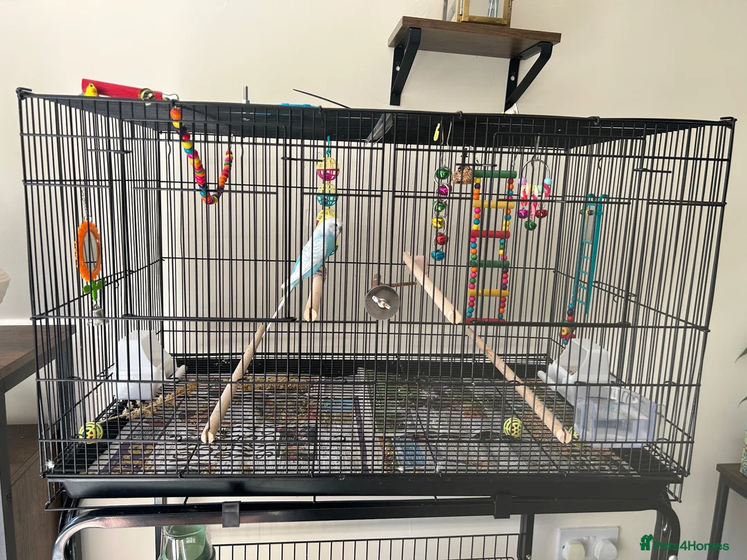 Budgerigars birds for sale: 2x budgies  in Broadway - Advert 6