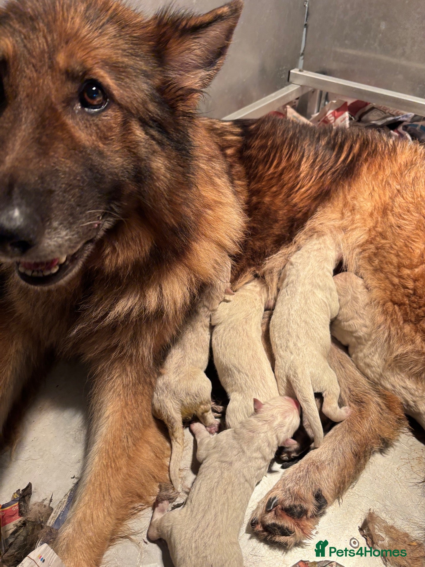 German Shepherd dogs Beautiful shepherd pups - Advert 1