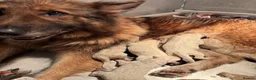 German Shepherd dogs for sale: Beautiful shepherd pups - Advert 1