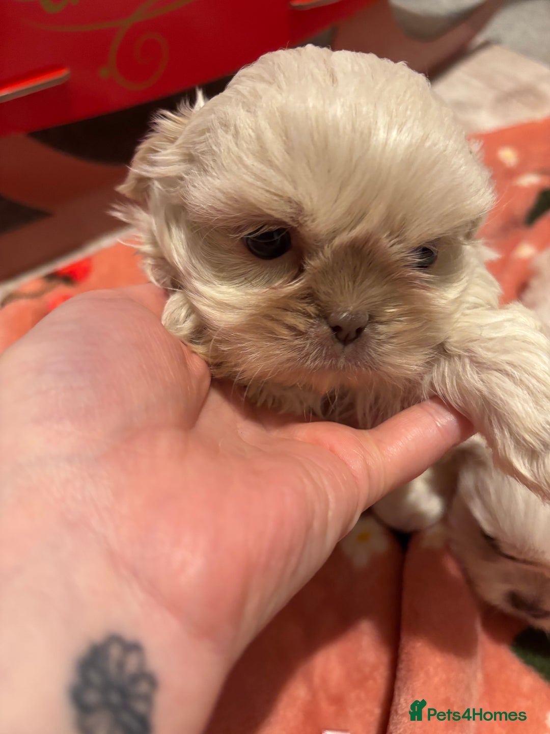 Shih Tzu dogs for sale: Beautiful Shih Tzu puppies - Advert 6