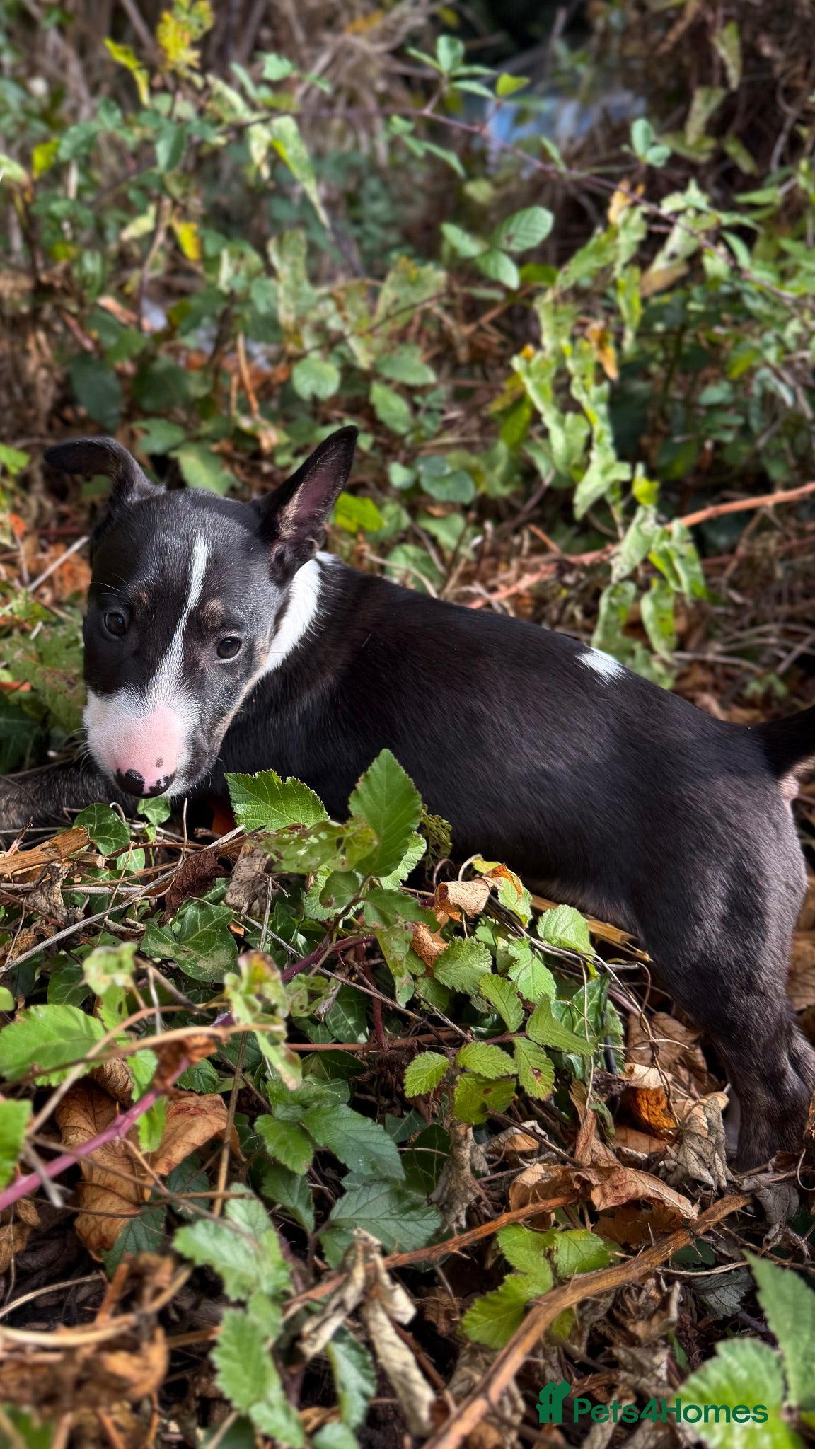 English Bull Terrier dogs Champion Bloodline English Bull Terrier Puppies - Advert 3