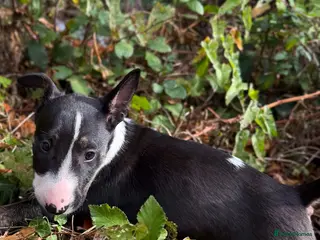 English Bull Terrier dogs Champion Bloodline English Bull Terrier Puppies - Advert 3