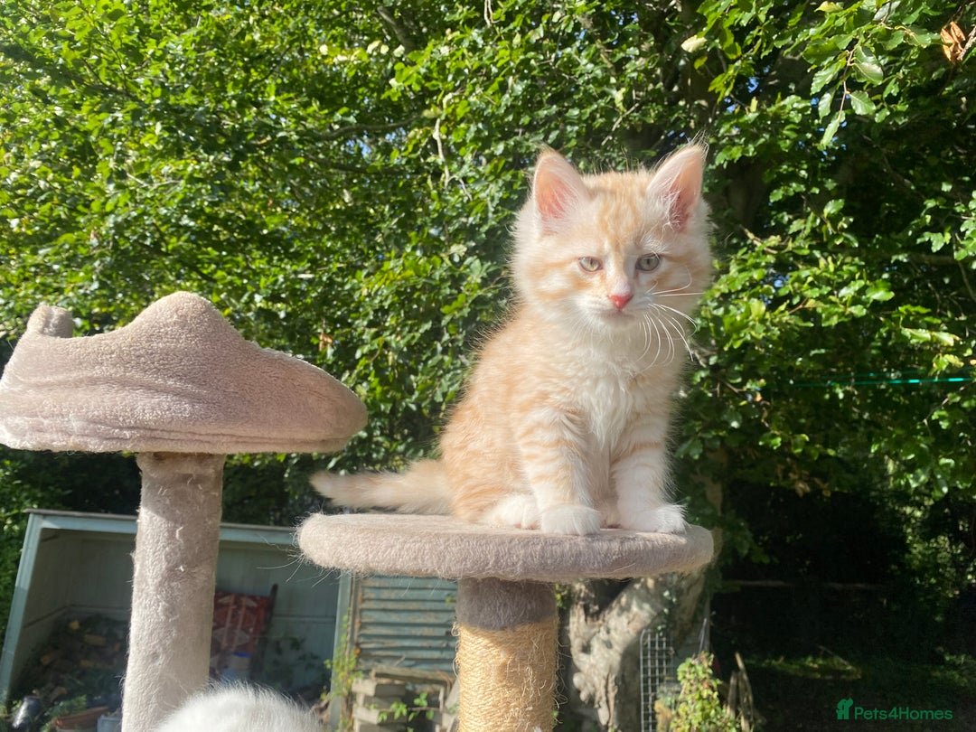 Siberian cats for sale: x5 Adorable Pure Siberian Kittens to re-home😻 - Image 12