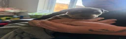 Staffordshire Bull Terrier dogs for sale: Staffordshire bull terrier staffy staffie - Advert 4