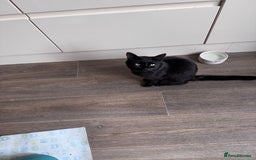 Mixed Breed cats for sale: X2 male cats Batman & Blacky - Image 7