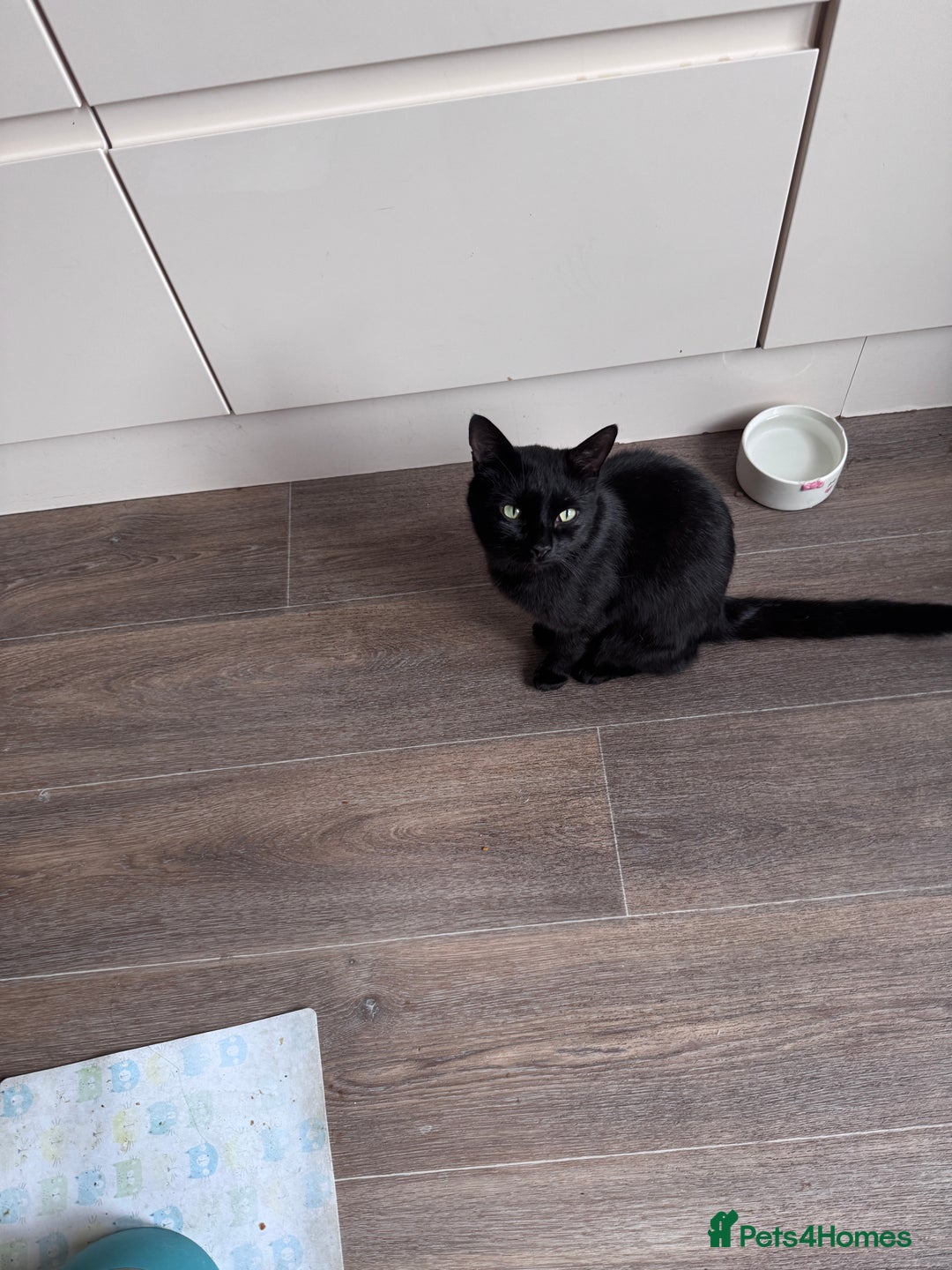 Mixed Breed cats for sale: X2 male cats Batman & Blacky - Image 7