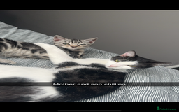 Domestic Shorthair cats for sale: 2 boy kittens for sale from 2 separate litters - Image 7
