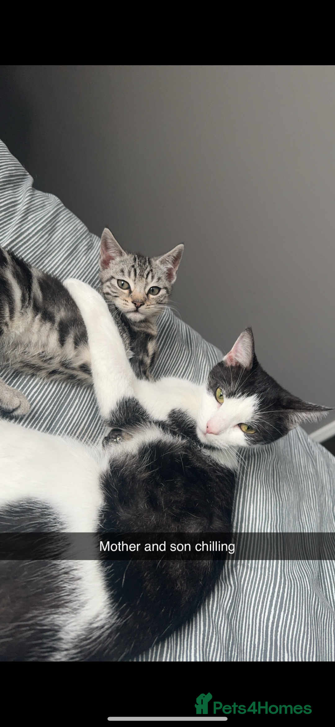 Domestic Shorthair cats for sale: 2 boy kittens for sale from 2 separate litters - Image 7