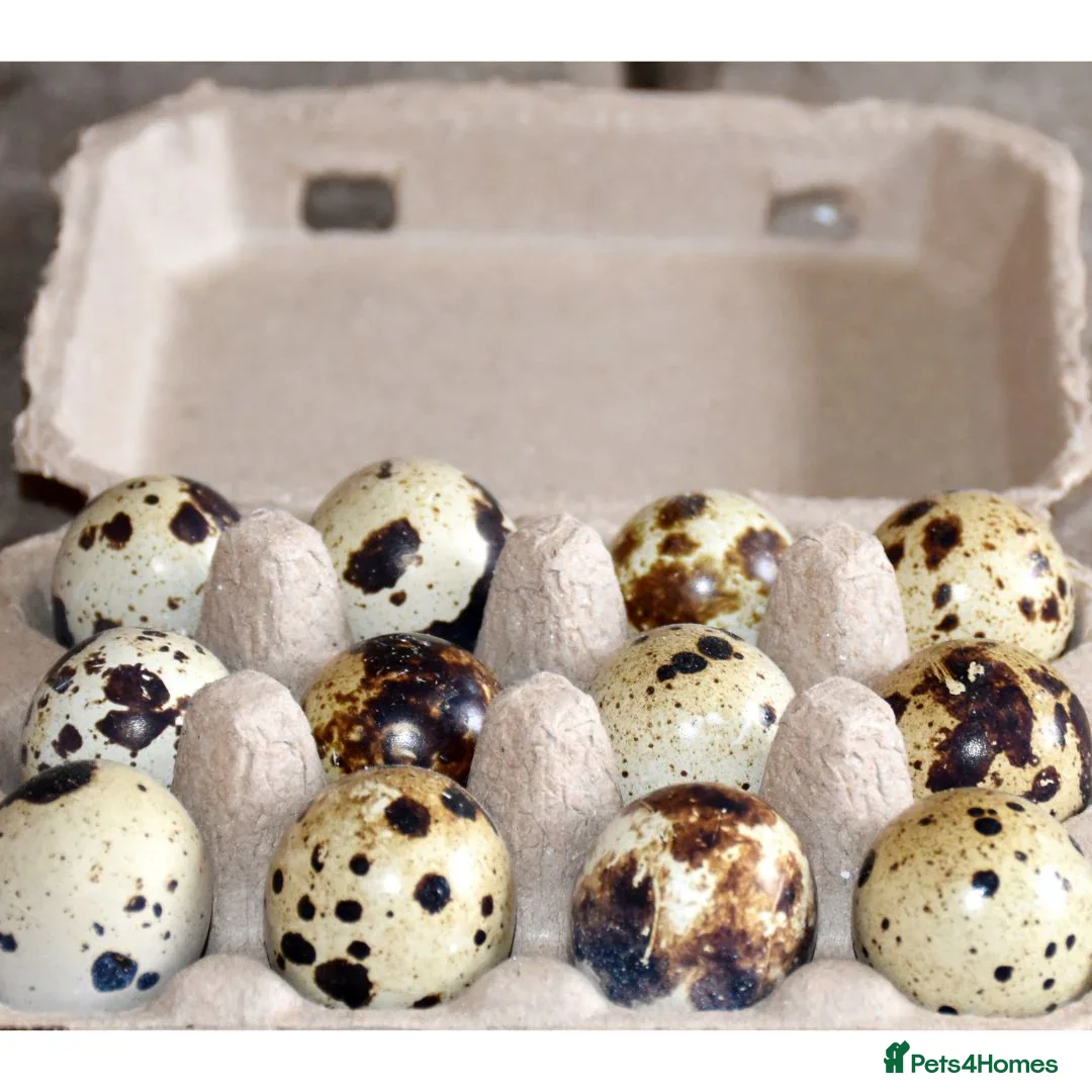 Quail poultry Coturnix quail hatching eggs  - Advert 1