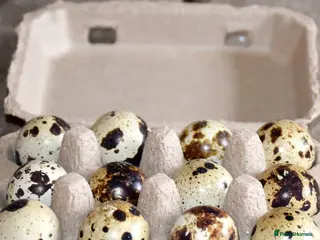 Quail poultry Coturnix quail hatching eggs - Advert 1