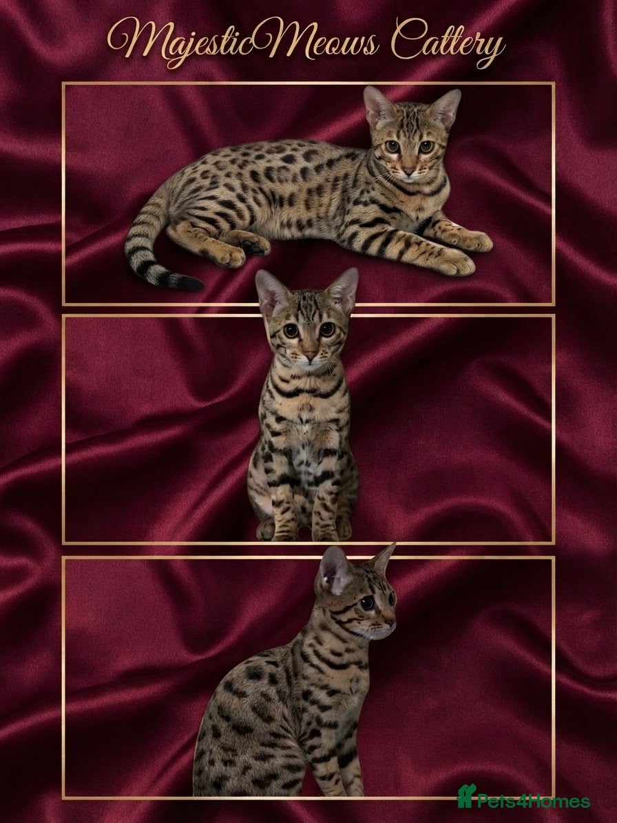 Bengal cats Stunning beautiful bengal kittens TICA registered - Advert 1
