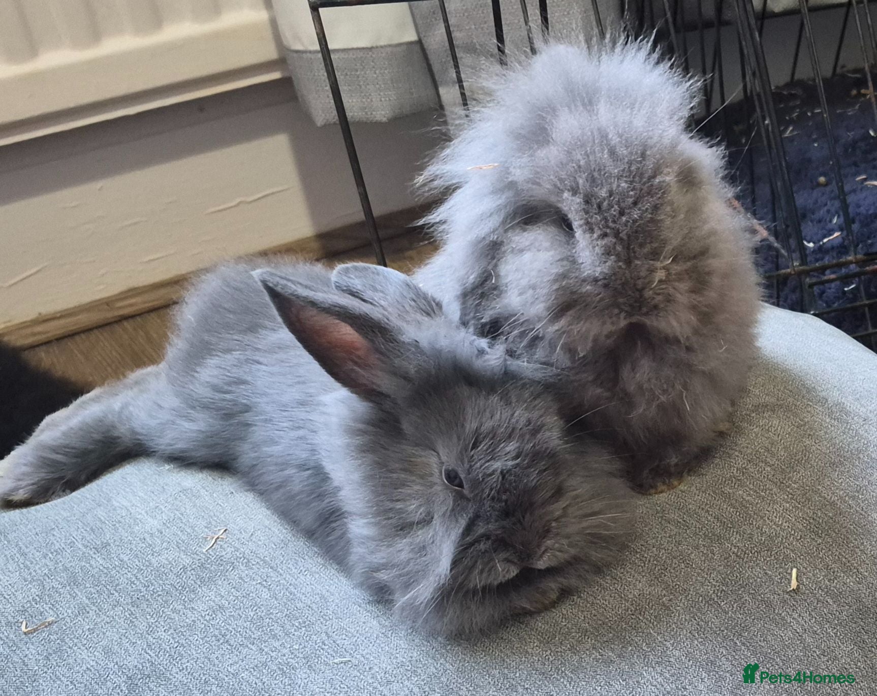 Mixed Breed rabbits Beautiful LopLion babies - Advert 12