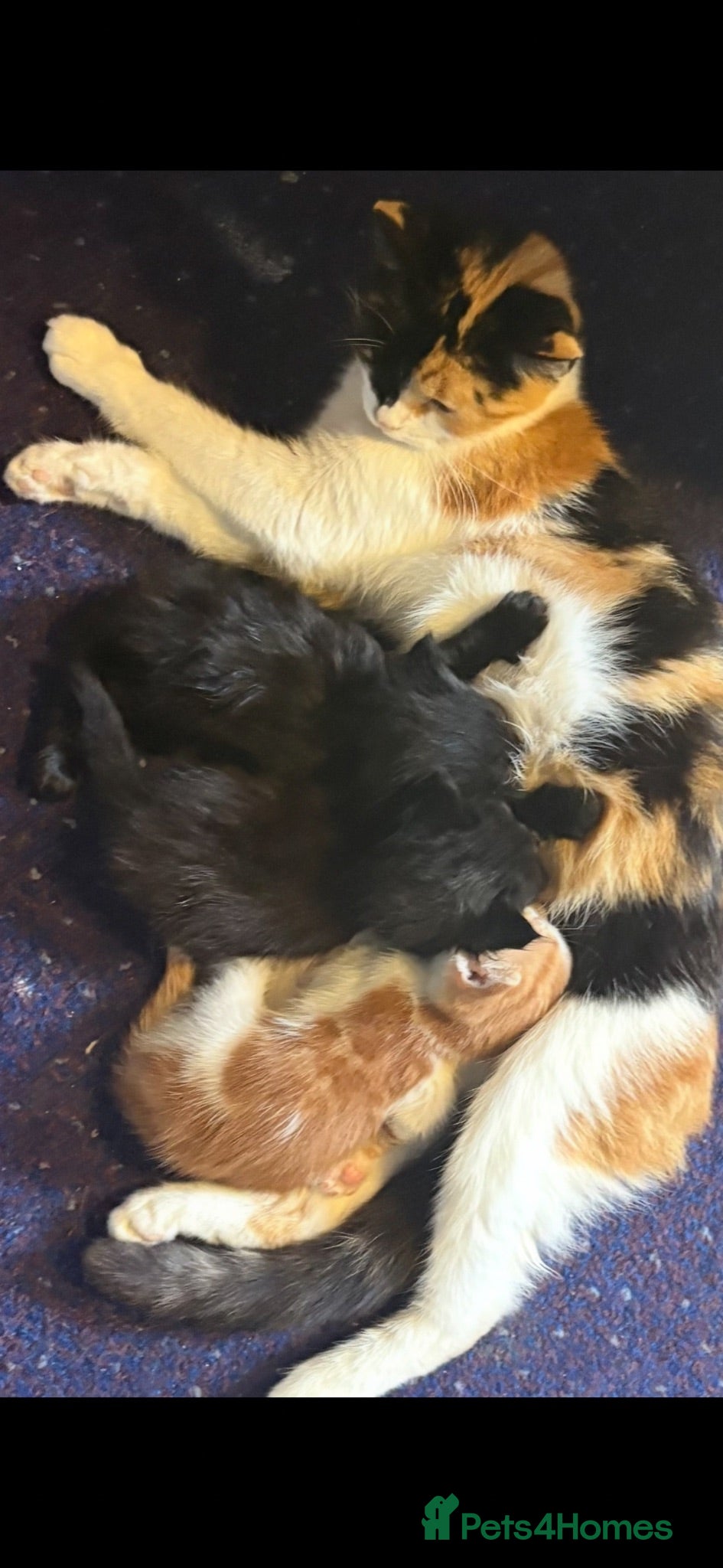 Mixed Breed cats 3 beautiful fluffy kittens looking for homes  - Advert 6