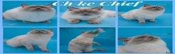 Ragdoll cats for sale: 🏆gccf ragdoll kitten-exceptional pedigree - Advert 27