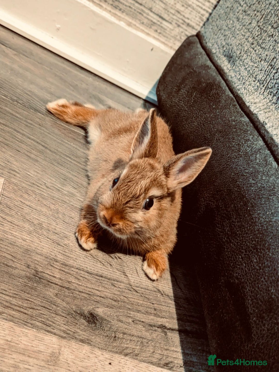 Netherland Dwarf rabbits for sale: Netherland Dwarf Rabbit with full set up - Advert 3